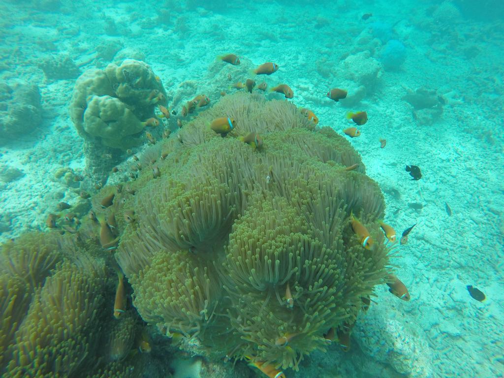 فندق راسدهو ريلاكس إن Rasdhoo المظهر الخارجي الصورة